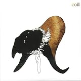 Revue Coil  / Black Antlers