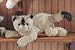   - Gund Siamese Large Bootsie Cat