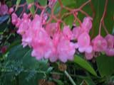 Live Plant Begonia Coccinea Flamingo Angel Wing Old Heirloom Favorite