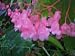Live Plant Begonia Coccinea Flamingo Angel Wing Old Heirloom Favorite