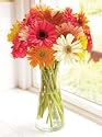 15 Stems Cheerful Gerbera Daisies