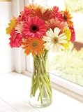 15 Stems Cheerful Gerbera Daisies