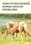 How to Recognize Horse Health Problems