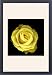Framed Prints of Dwarf Rose - yellow from Ardea Wildlife Pets