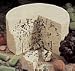 Gourmet Food : Blue Cheese