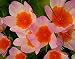 Lilac Wonder Tulip 10 Bulbs - Very Hardy - Perennial
