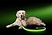 ILLUMISEEN LED Light Up Dog Leash | Ultra High Visibility Up to 350 Yards | 3 Lighting Modes | USB Rechargeable, No Batteries Needed | Padded Handle & Rotating Swivel Clasp to Prevent Leash Tangling