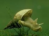 Great Pond Snail, Lymnaea Stagnalis Photographic Poster Print by Oxford Scientific, 64x48