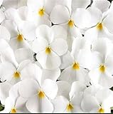 パンジービオラビオラ フローラルパワー「ピュアホワイト」３株セット