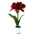 Potted Amaryllis