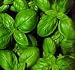 Image of SWEET BASIL Garden Herb - 700 SEEDS - INDOOR OR OUTDOOR