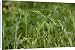 Canvas Prints of Wood Fescue from Ardea Wildlife Pets