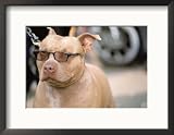 Pit Bull Terrier Wearing Sunglasses Framed Photographic Poster Print by Allen Russell, 21x17