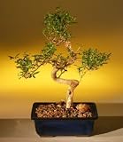 Bonsai Boy's Chinese Flowering White Serissa S-Shape - Medium<br>Bonsai Tree of a Thousand Stars<br><i>(Serissa Japonica)</i>