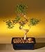 Outdoor Living : Bonsai Boy's Chinese Flowering White Serissa S-Shape - Medium<br />Bonsai Tree of a Thousand Stars<br /><em>(Serissa Japonica)</em>