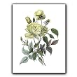 Yellow Rose - Gift Enclosure Cards (set of 12)