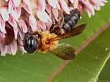 A Bee, Andrena Species, Feeding on Milkweed Photographic Poster Print, 24x18