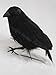 Black Feathered Small Halloween Crows - 3 Pc Black Birds