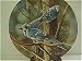Kevin Daniel Blue Jay Plate