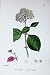 Common Dogwood Botany Plants C1902 Cornus Flowers