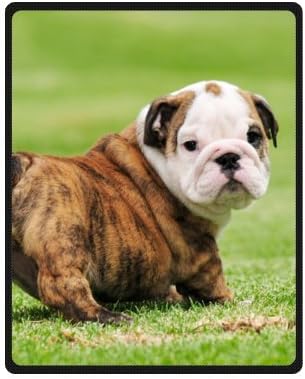 Fashion Style BULLDogs Canine Puppy Baby 40" x 50" (Small) Fleece Throw Plush Blanket