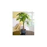 LOUSBONSAINURSERY BRAIDED MONEY TREE