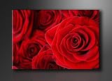 Bilder versandkostenfrei . 1 Bild auf Leinwand Rose Rot , fertig gerahmt auf Keilrahmen riesig 120 cm XXL. Art-Nr 5058 Lounge Bilder mit Bilderrahmen. Ausführung Poster Plakat Kunstdruck als Wandbild mit Rahmen. Günstiger als Ölbild oder Gemälde.