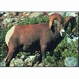 Size 28X42 Description 112 Bighorn Sheep Delta Tru Life Animal Targets