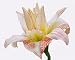 White Daylily Flower with Red Edges - 60
