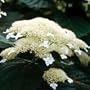 White Dome Hydrangea Bush - Fantastic Plant - Proven Winners