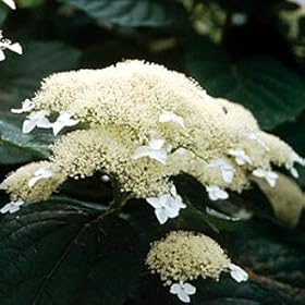 White Dome Hydrangea Bush