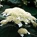 White Dome Hydrangea Bush