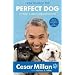 How to Raise the Perfect Dog