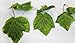 Artificial Ivy Grape Leaves Vine Foliage Simulation flowers vine grape leaves plants for Home room Garden Garland outside decoration - 8.5 Ft, 10pcs by FatColo