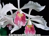 Laelia purpurata carnea 'Mendenhall' x Laelia purpurata carnea 'Trumpet Song' HCC/AOS(photo) (Bare root plant)