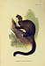 Natural History C1807 Taguan Flying Phalanger Print
