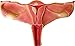 Herindera Progression of Endomentrial Cancer RS.1500.00