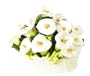 LILY 3-Dimensional Cookie Jar *NEW!*