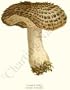 Botanical Mushroom Print: Hawk's Wing - Hydnum imbricatum