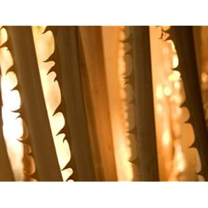 Thorns on the Stem of California Fan Palm Leaves Washingtonia Filifera Photographic Poster Print by Phil Schermeister 36x48