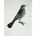 1909 THE FIELDFARE TURDUS PILARIS MALE ADULT BIRD