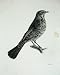 1909 THE FIELDFARE TURDUS PILARIS MALE ADULT BIRD