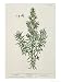 Rosmarinus Officinalis, from 'A Curious Herbal', 1782 Art Giclee Poster Print by Elizabeth Blackwell, 18x24