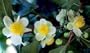 Tea Plant 10 Seeds-Brew Your Own Tea-Camellia-Tropical