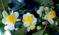 Tea Plant 10 Seeds - Brew Your Own Tea - Camellia