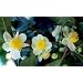 Tea Plant 10 Seeds-Brew Your Own Tea-Camellia-Tropical