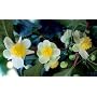 Tea Plant 10 Seeds - Brew Your Own Tea - Camellia