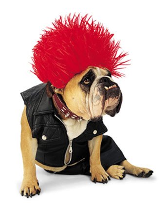 Paper Magic Group Zelda Punk Dog Pet Costume