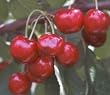 Tulare Cherry Tree, Five Gallon Container--Mild Winter Variety