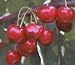 Tulare Cherry Tree, Five Gallon Container--Mild Winter Variety